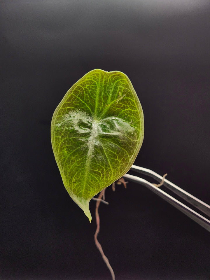 Alocasia Longiloba Purple Tissue Culture