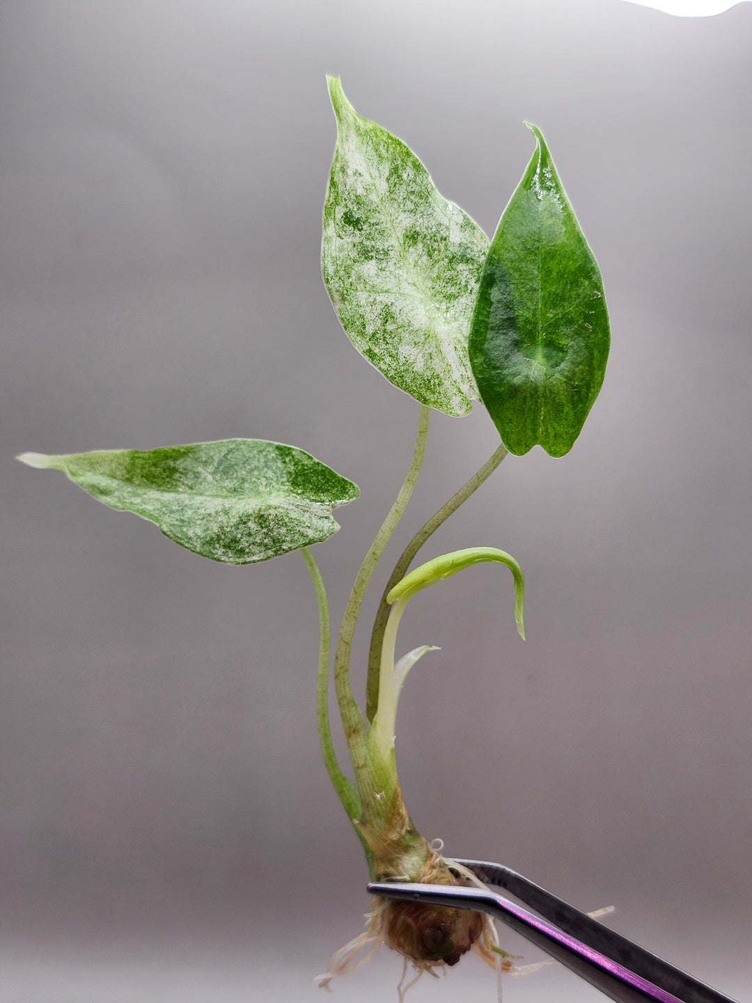 Alocasia Longilobia Black Saturn Stardust Tissue Culture