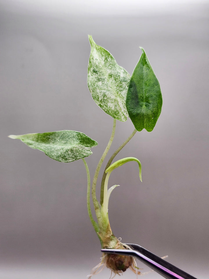 Alocasia Longilobia Black Saturn Stardust Tissue Culture