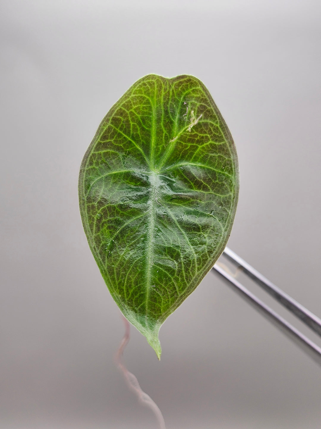 Alocasia Longiloba Purple Tissue Culture
