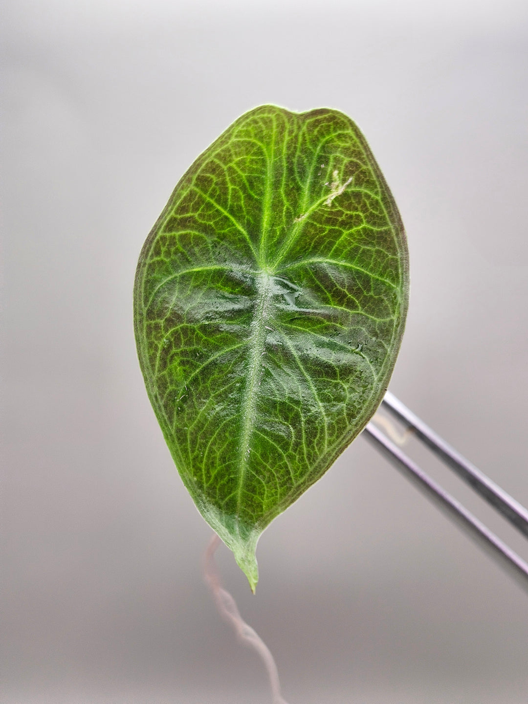 Alocasia Longiloba Purple Tissue Culture