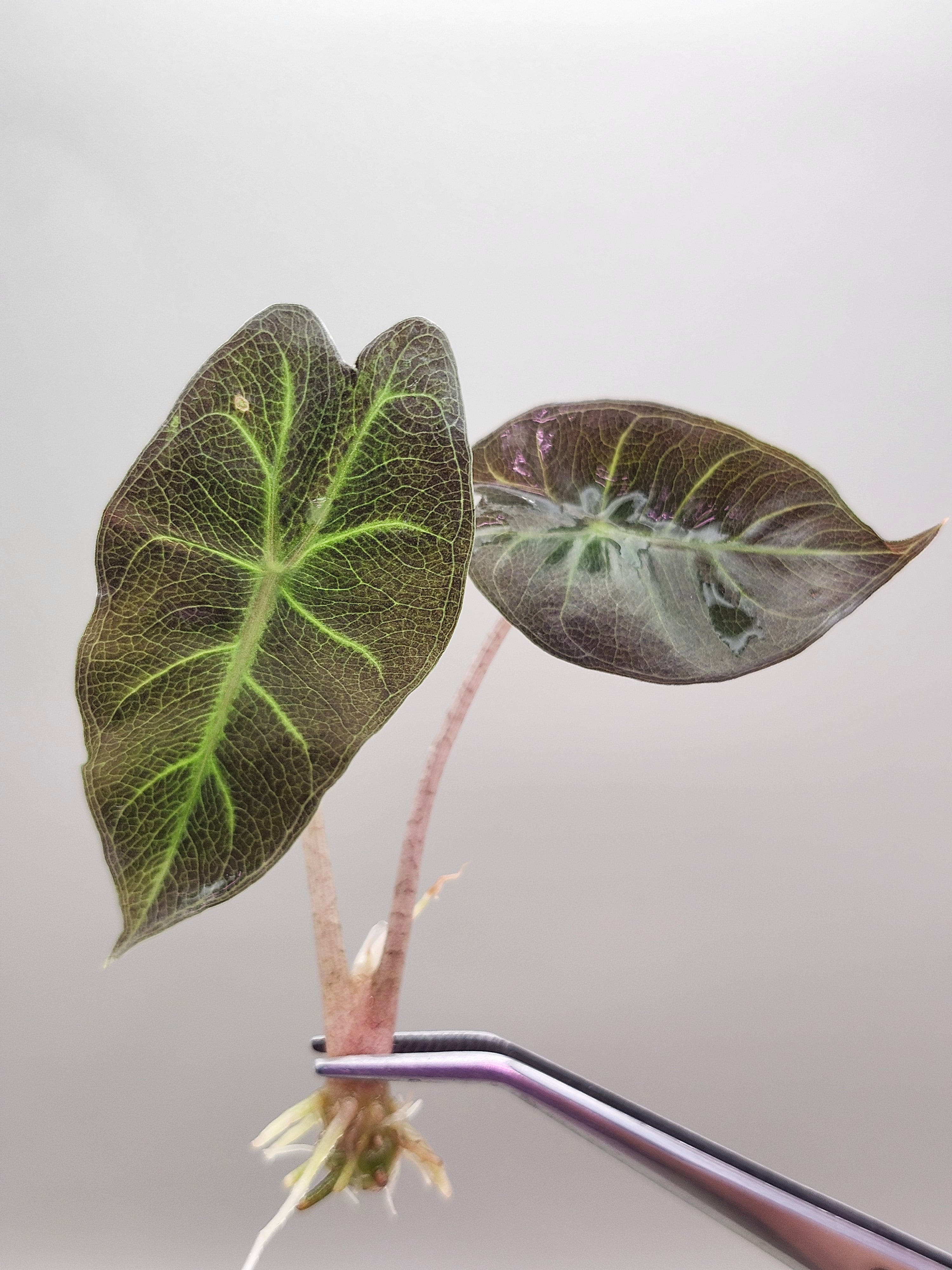 Alocasia – Orange Lake Nursery