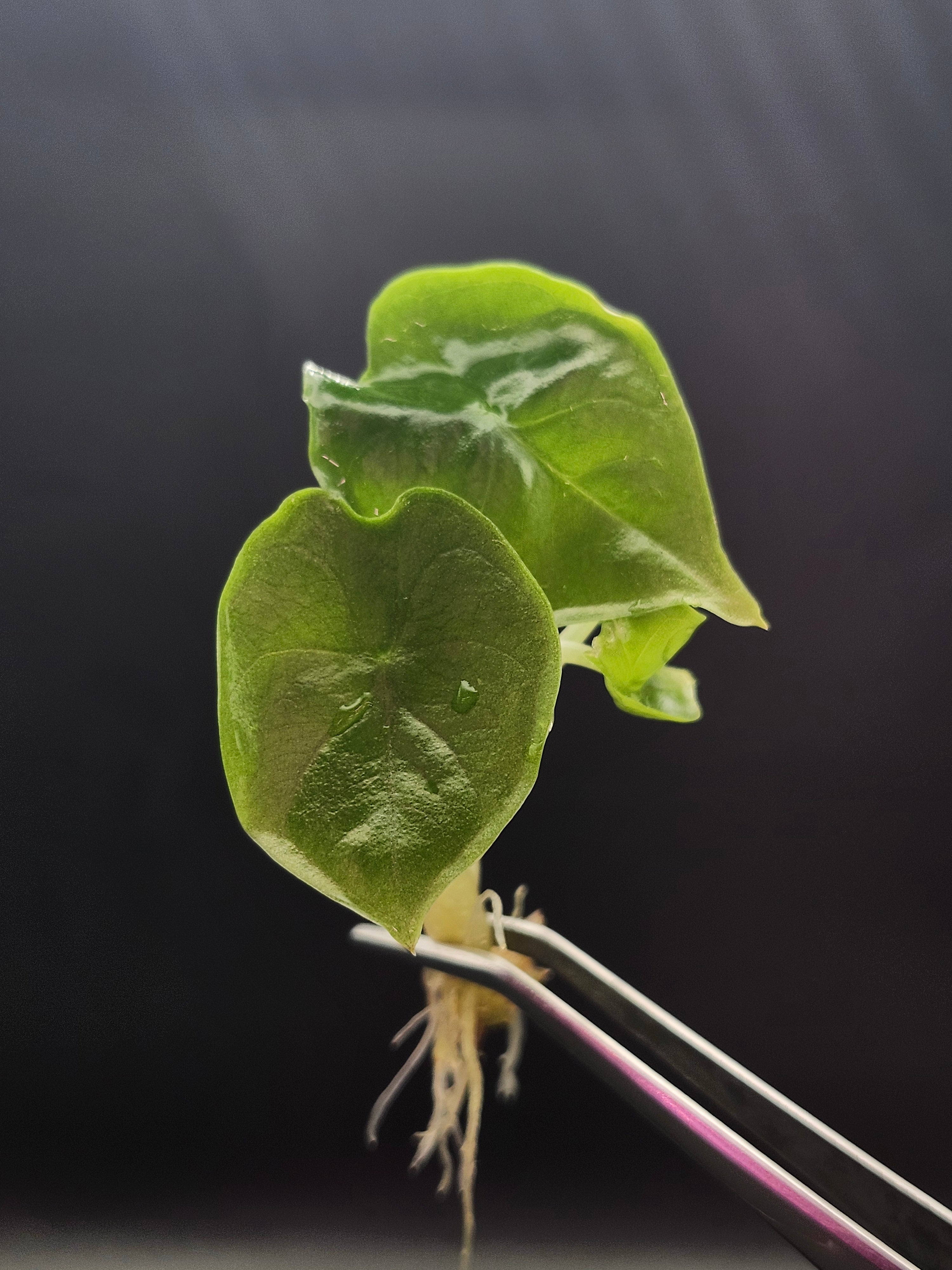 Alocasia Green Unicorn Tissue Culture – Orange Lake Nursery