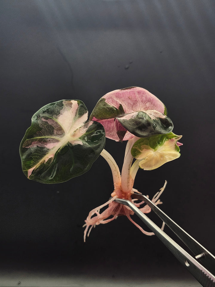 Alocasia Heart Balloon Variegated Tissue Culture