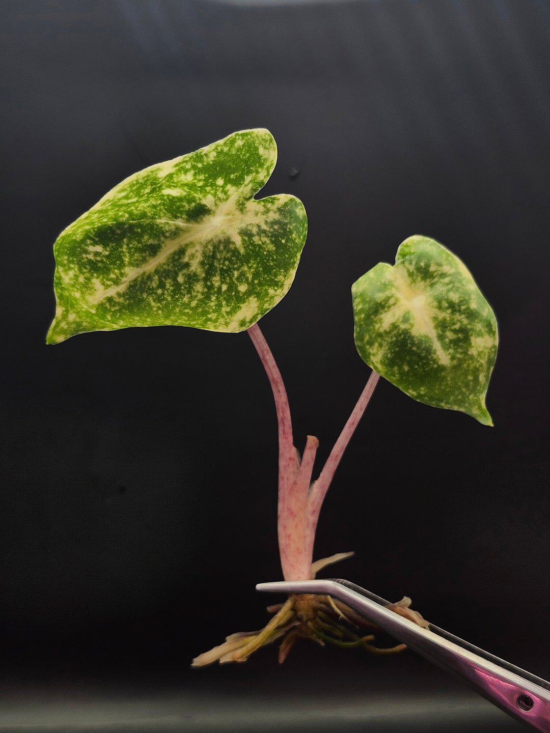 Alocasia New Guinea Gold Tissue Culture