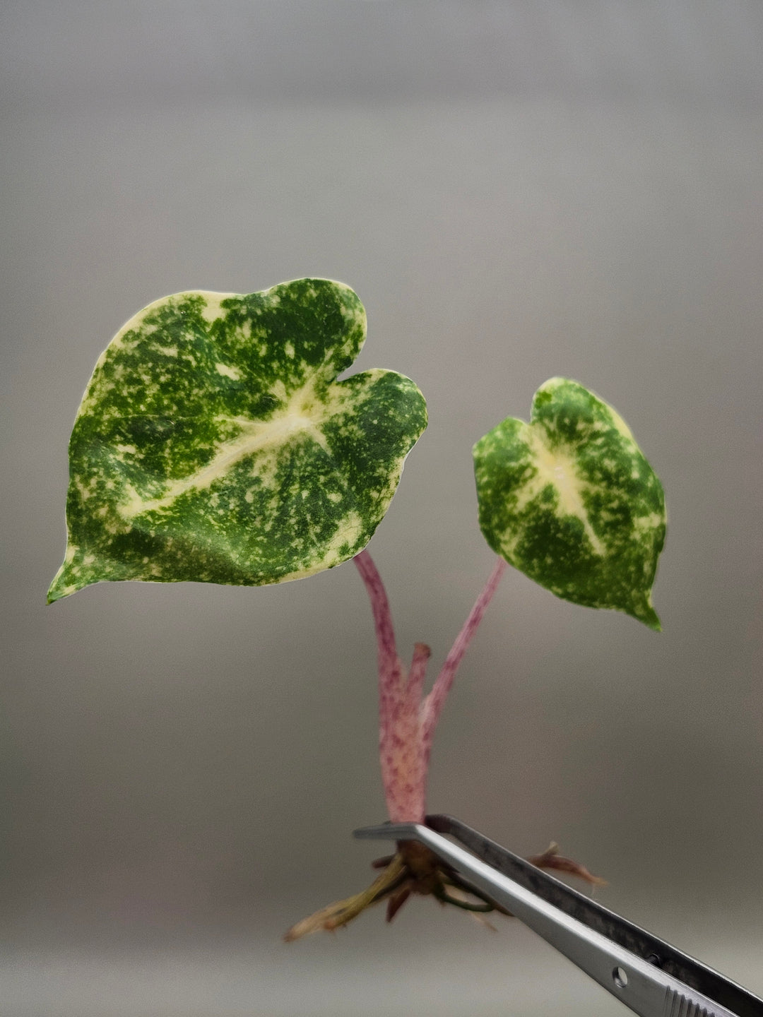 Alocasia New Guinea Gold Tissue Culture