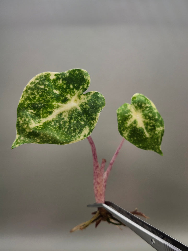Alocasia New Guinea Gold Tissue Culture