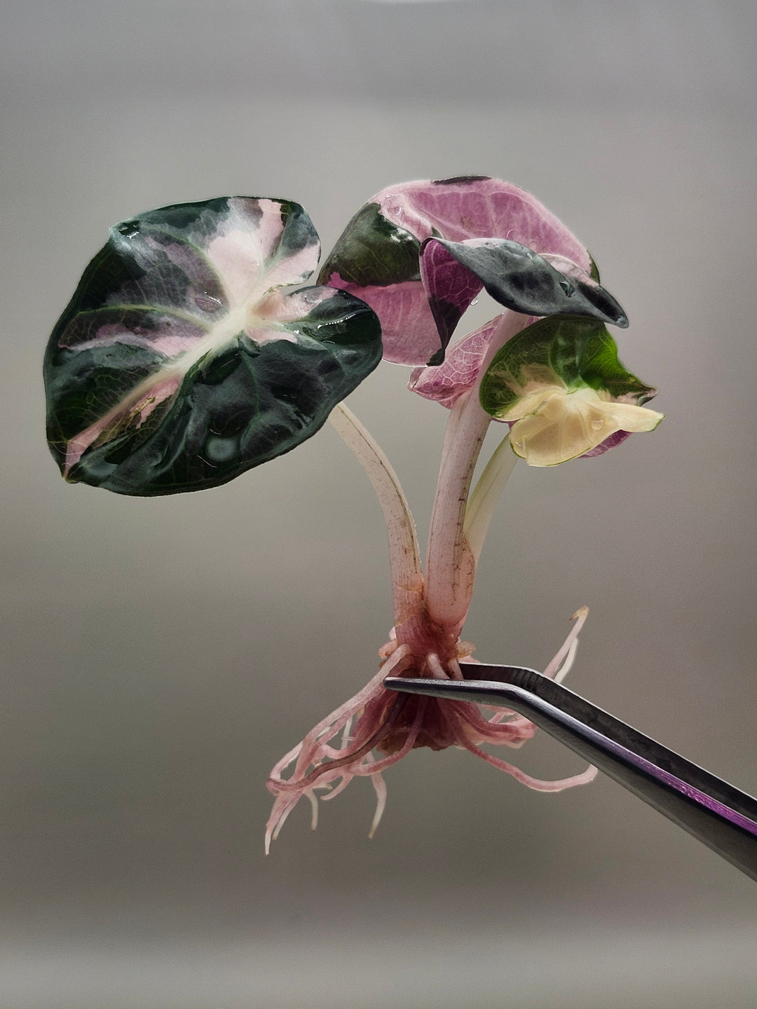 Alocasia Heart Balloon Variegated Tissue Culture