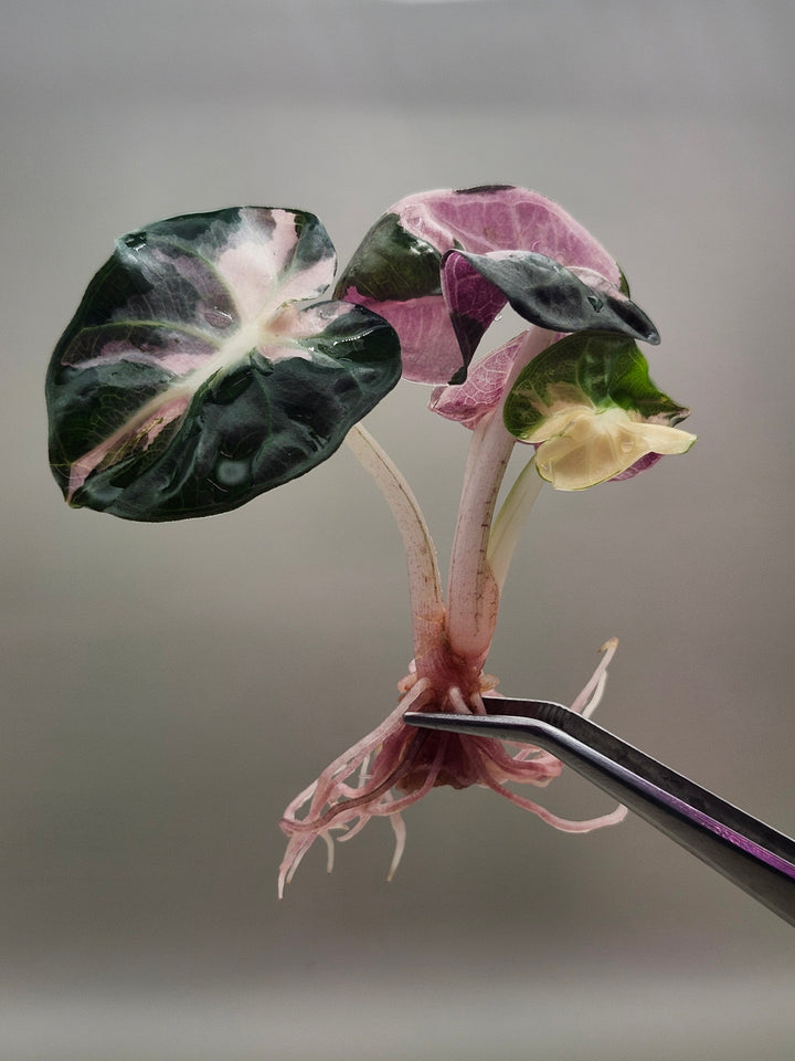 Alocasia Heart Balloon Variegated Tissue Culture