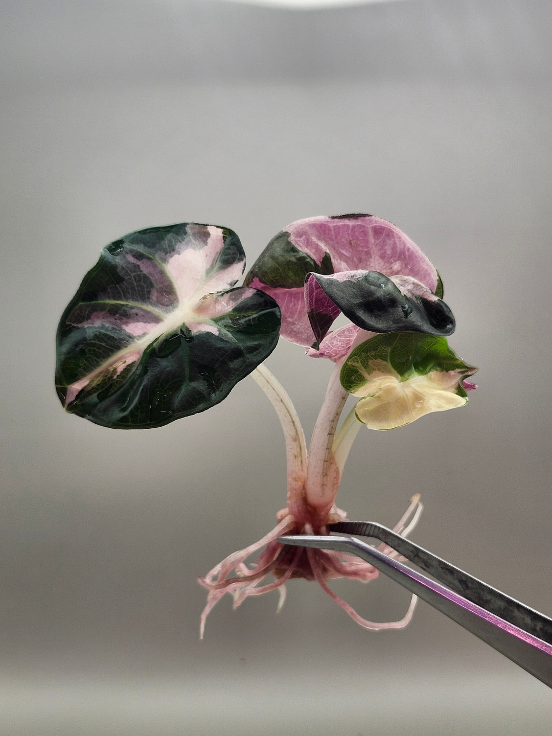Alocasia Heart Balloon Variegated Tissue Culture