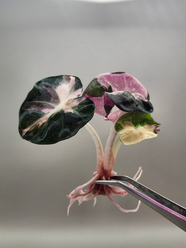Alocasia Heart Balloon Variegated Tissue Culture