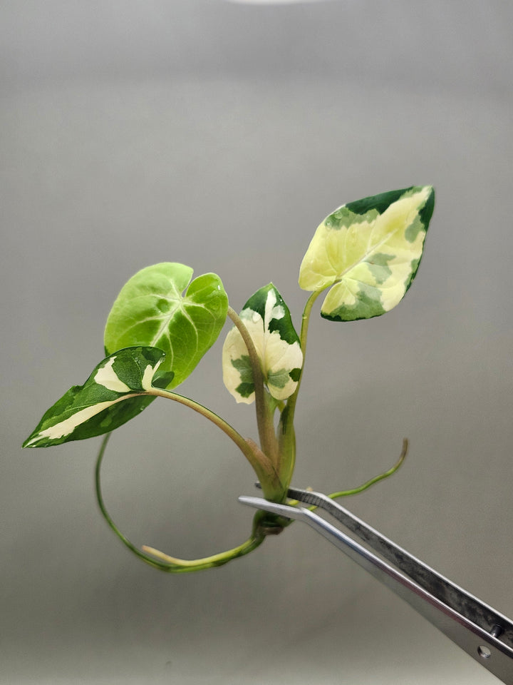 Syngonium Aurea Tissue Culture