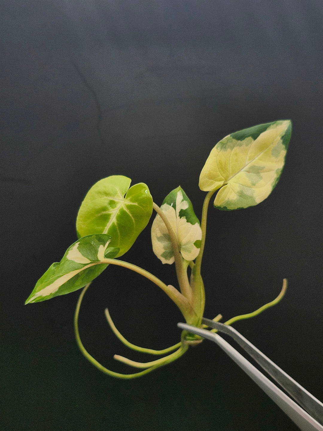 Syngonium Aurea Tissue Culture