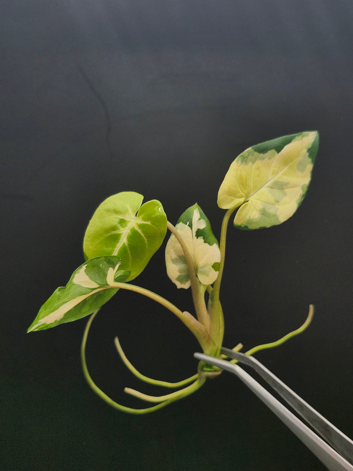 Syngonium Aurea Tissue Culture
