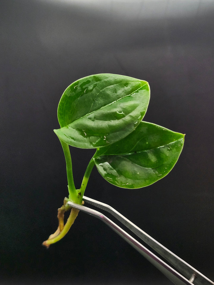 Monstera Pinnatipartita Tissue Culture