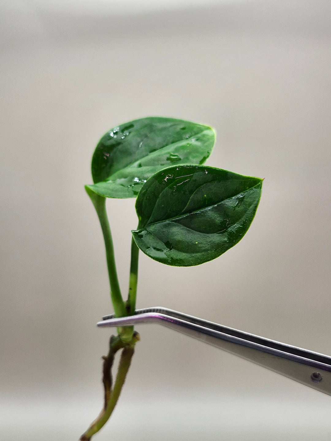 Monstera Pinnatipartita Tissue Culture