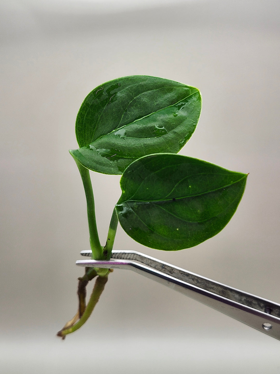 Monstera Pinnatipartita Tissue Culture