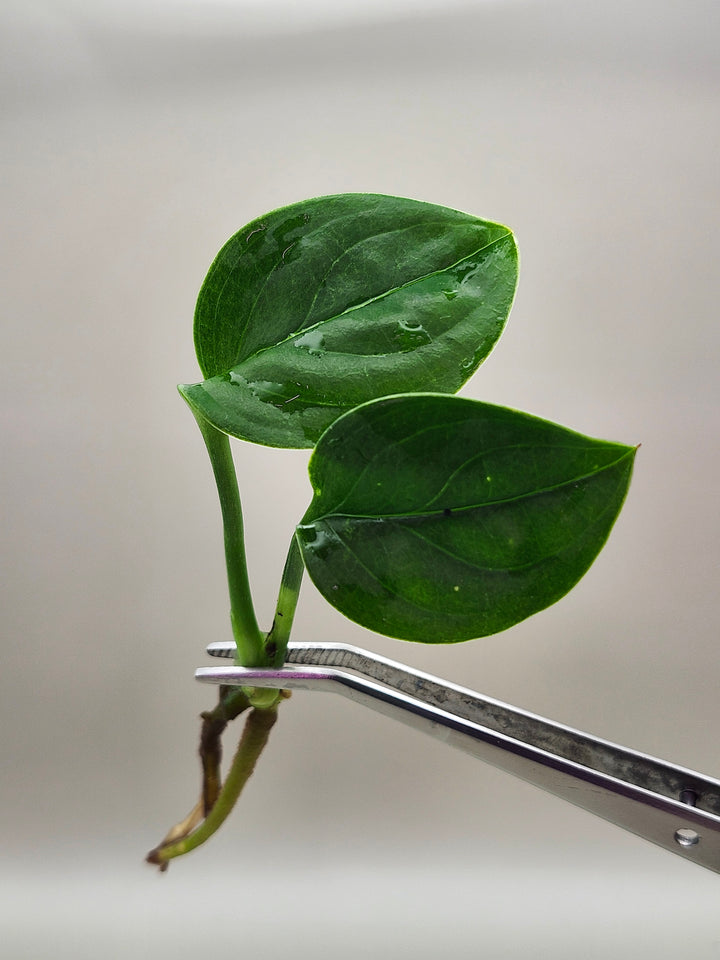 Monstera Pinnatipartita Tissue Culture