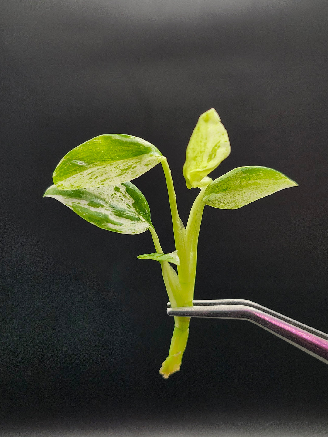 Epipremnum Variegated Giganteum Tissue Culture