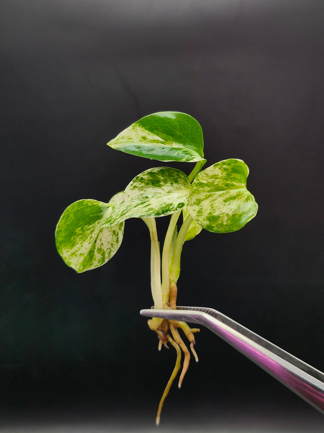 Epipremnum Aureum Tissue Culture