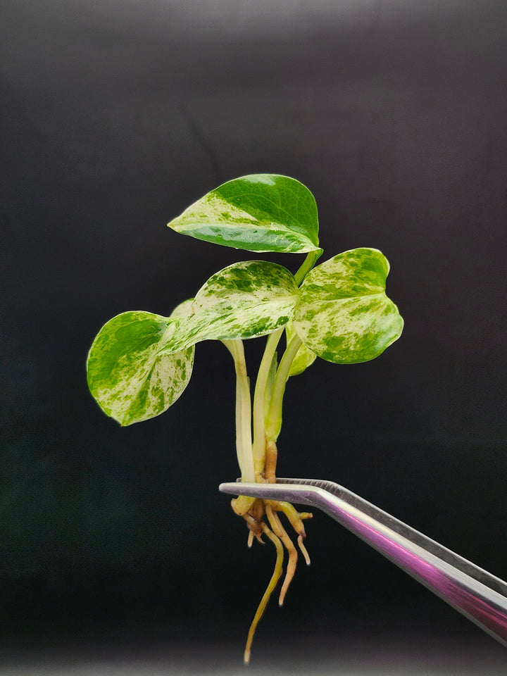 Epipremnum Aureum Tissue Culture