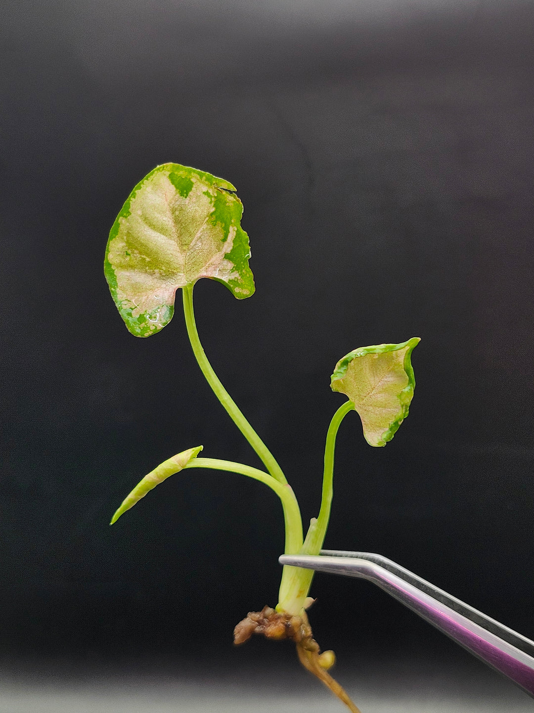 Syngonium Pink Rolli Tissue Culture