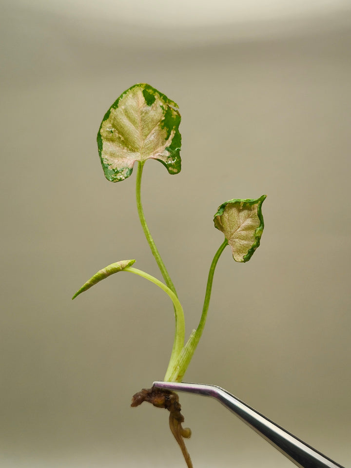 Syngonium Pink Rolli Tissue Culture
