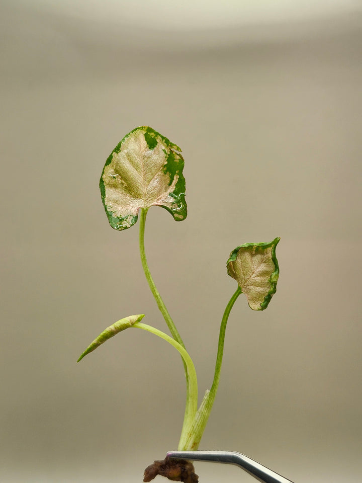 Syngonium Pink Rolli Tissue Culture