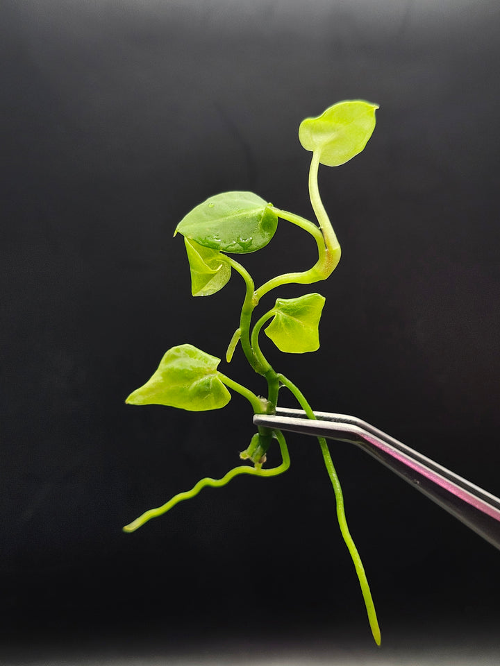 Anthurium Crackled Veins X Silver Blush Tissue Culture