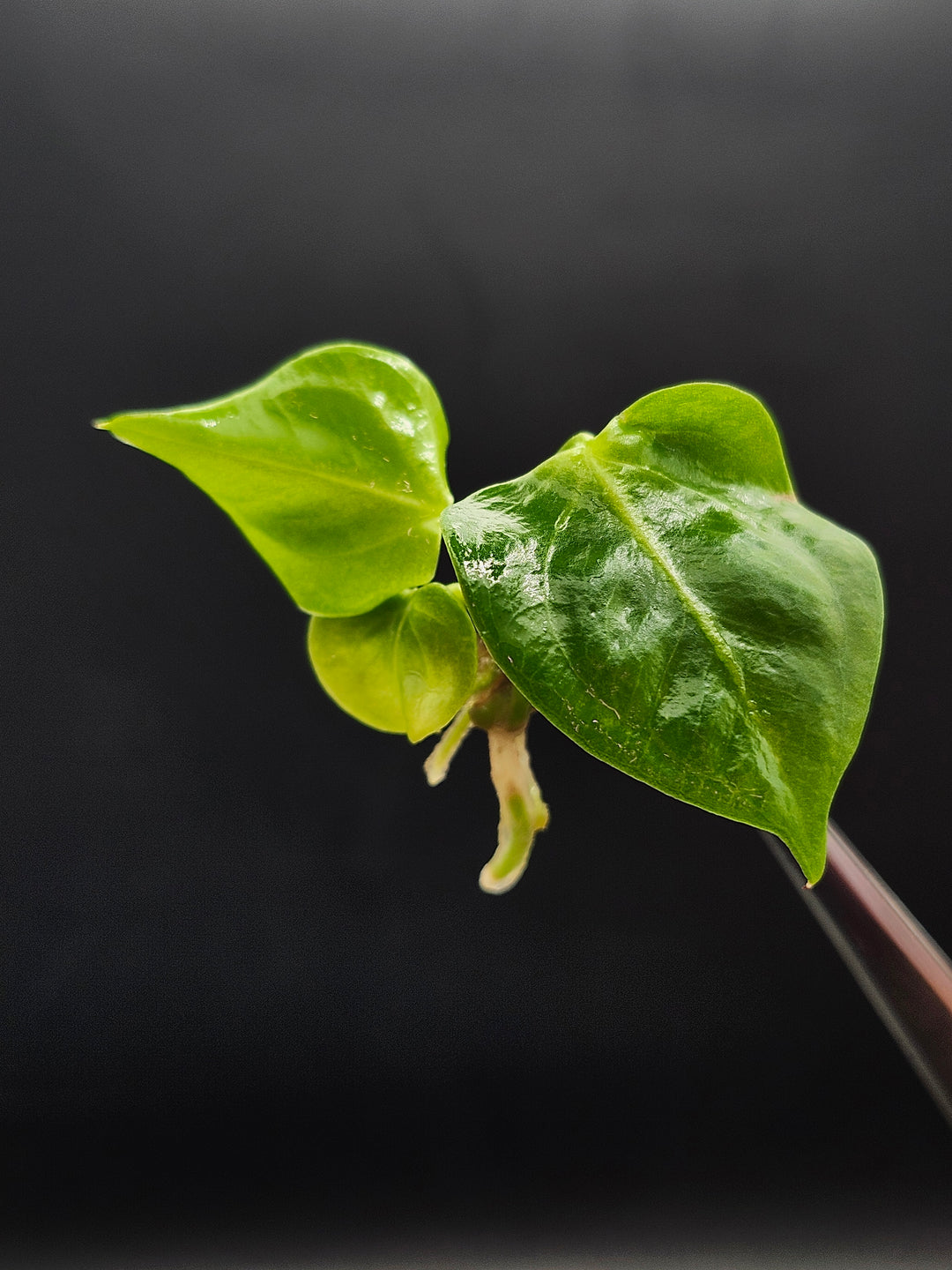 Anthurium Villenaorum Croat Tissue Culture