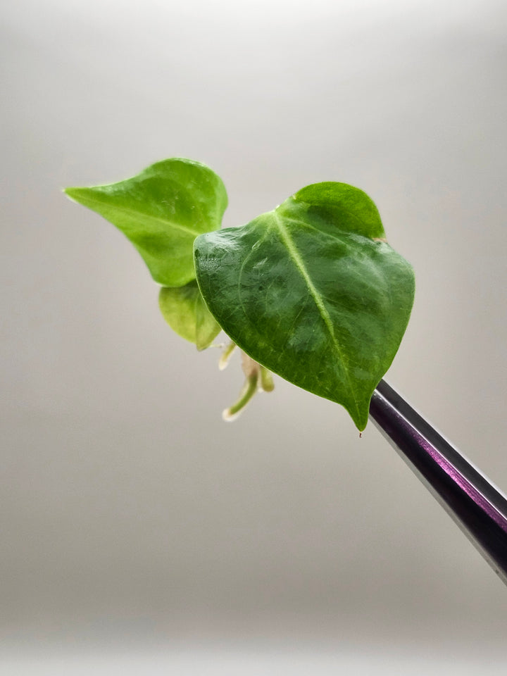 Anthurium Villenaorum Croat Tissue Culture