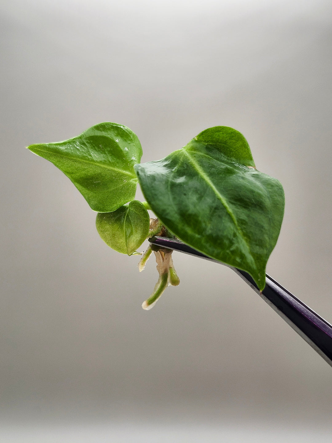 Anthurium Villenaorum Croat Tissue Culture