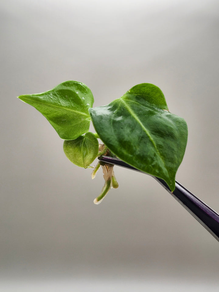 Anthurium Villenaorum Croat Tissue Culture