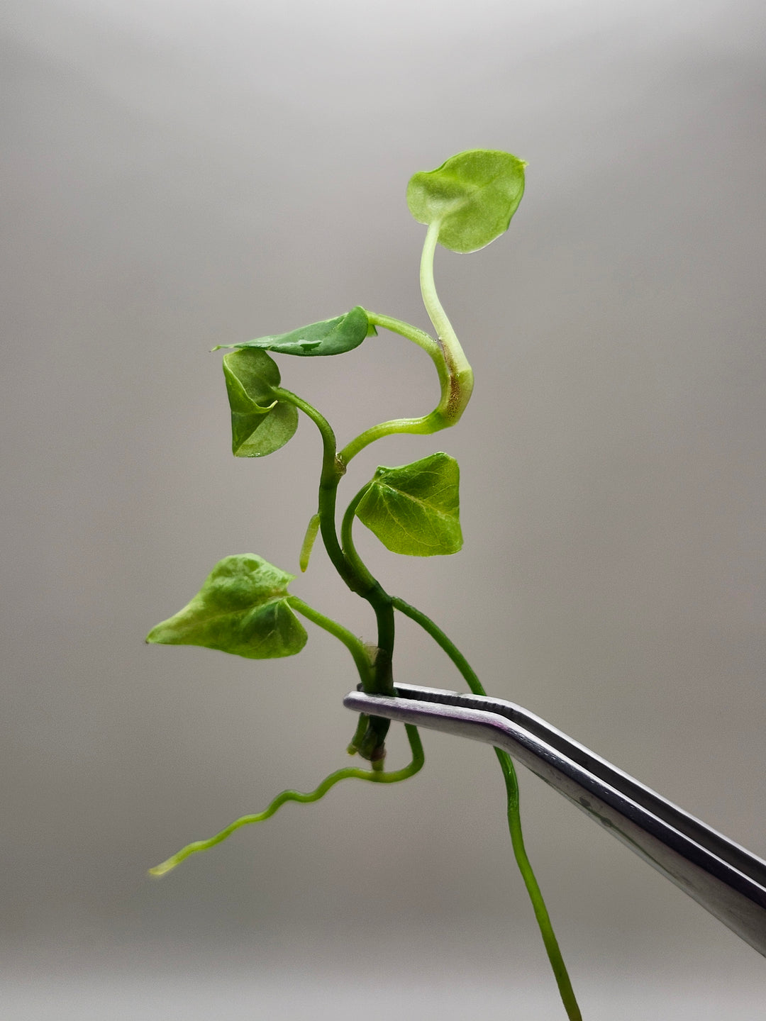 Anthurium Crackled Veins X Silver Blush Tissue Culture