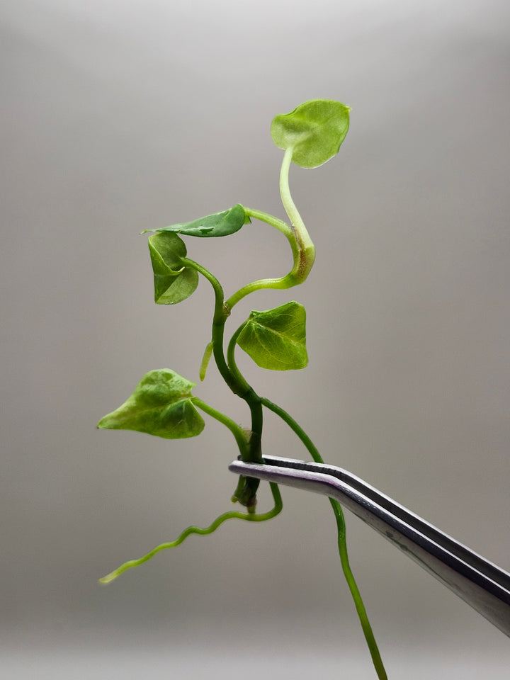 Anthurium Crackled Veins X Silver Blush Tissue Culture