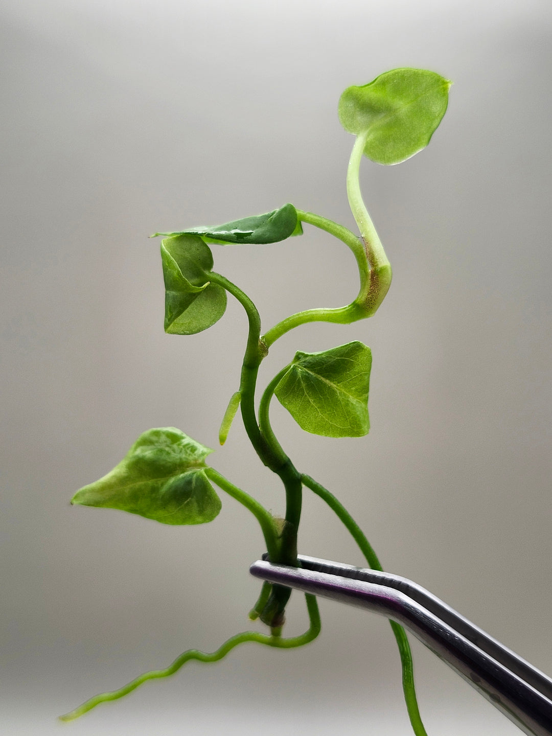 Anthurium Crackled Veins X Silver Blush Tissue Culture