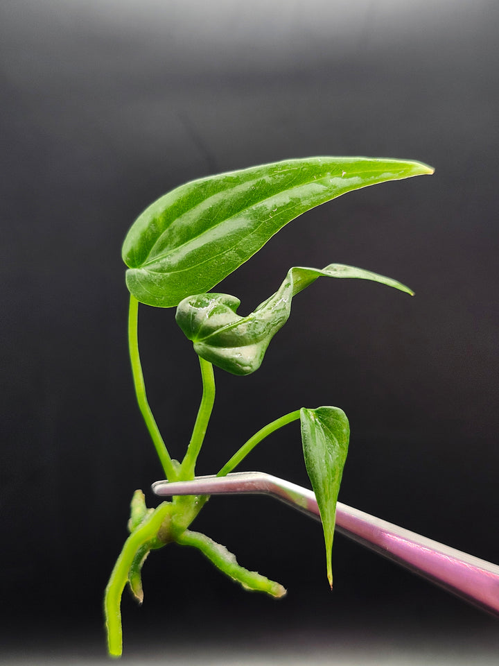 Anthurium Variabile Tissue Culture