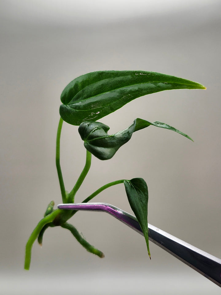 Anthurium Variabile Tissue Culture