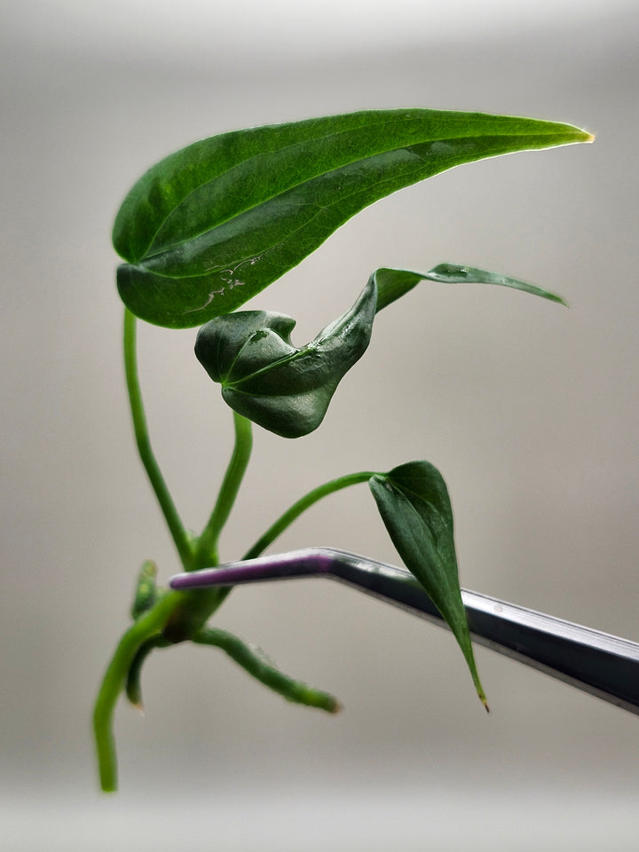 Anthurium Variabile Tissue Culture
