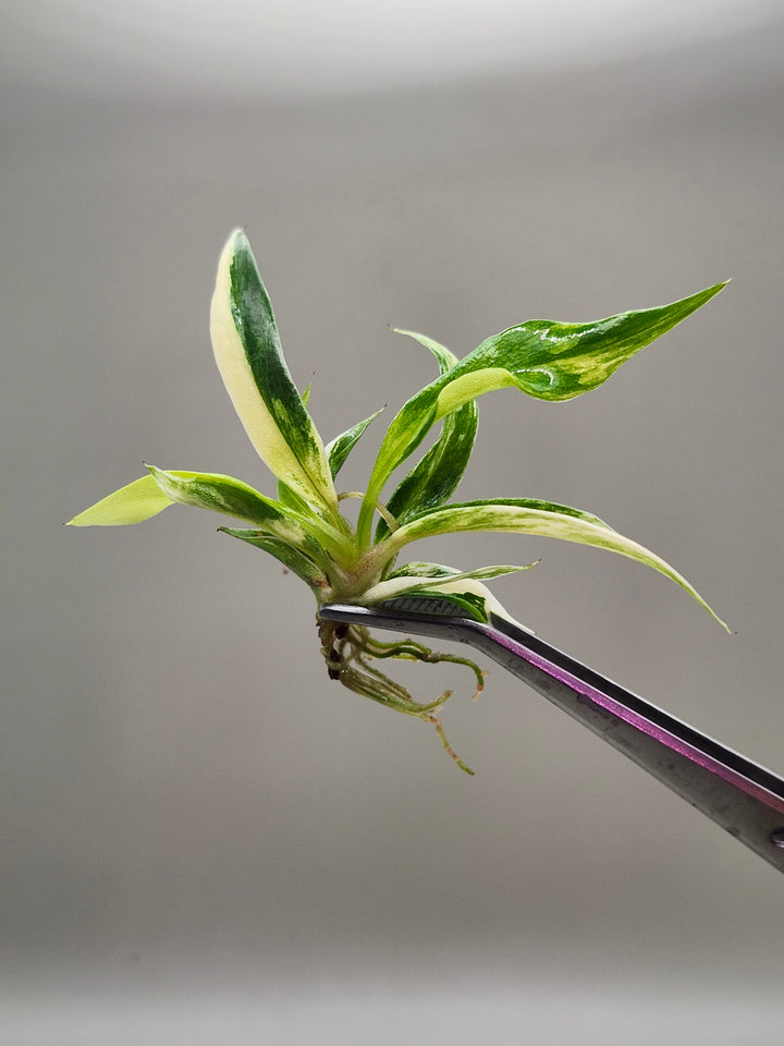 Philodendron Variegated Tortum Tissue Culture