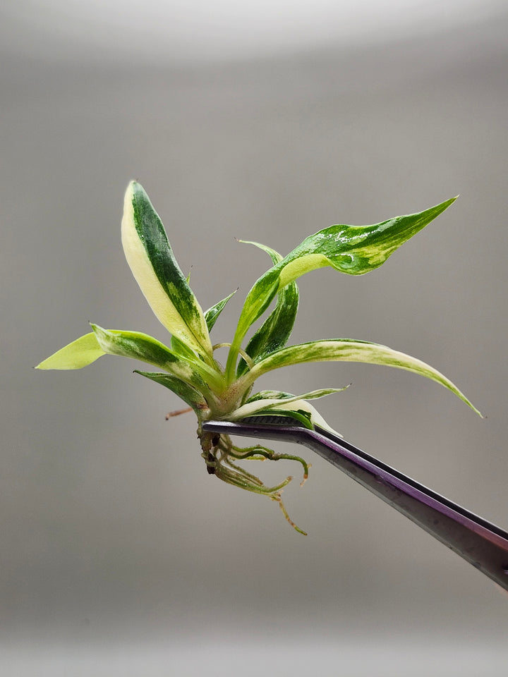 Philodendron Variegated Tortum Tissue Culture