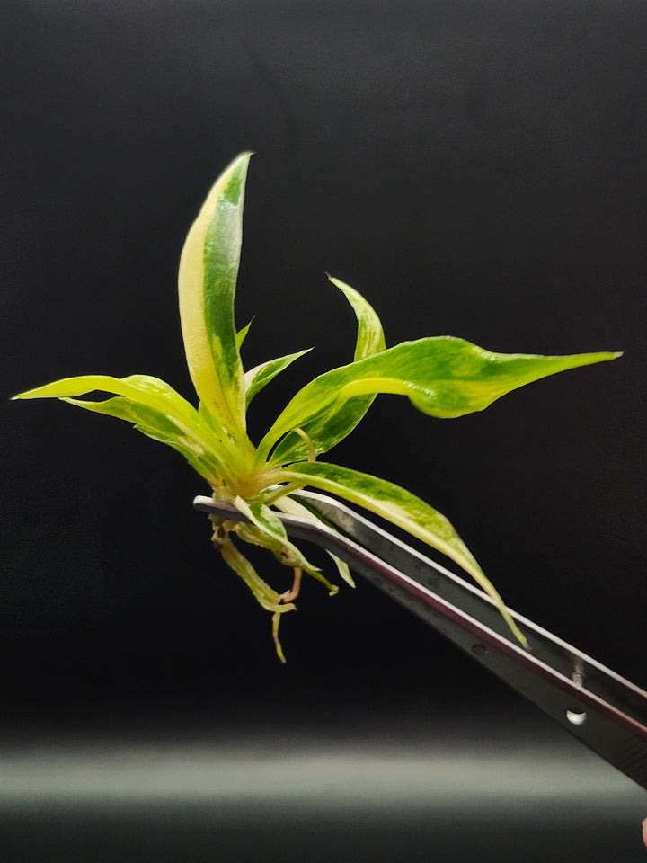 Philodendron Variegated Tortum Tissue Culture