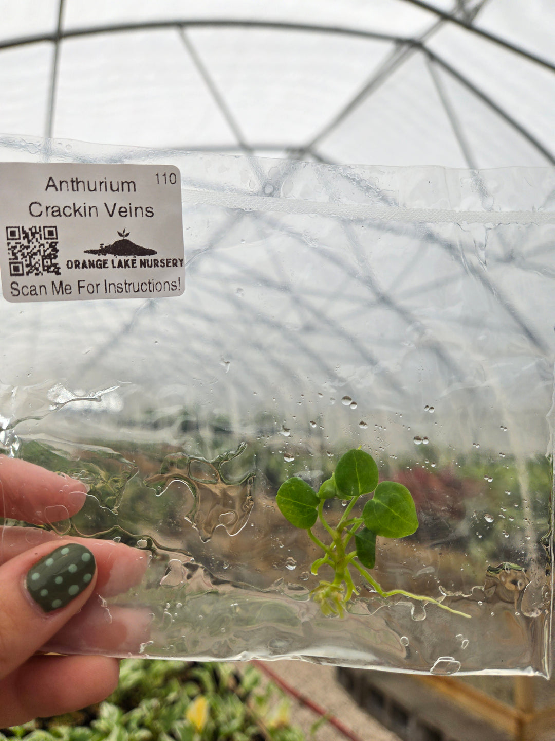 Anthurium Crackin Veins Tissue Culture