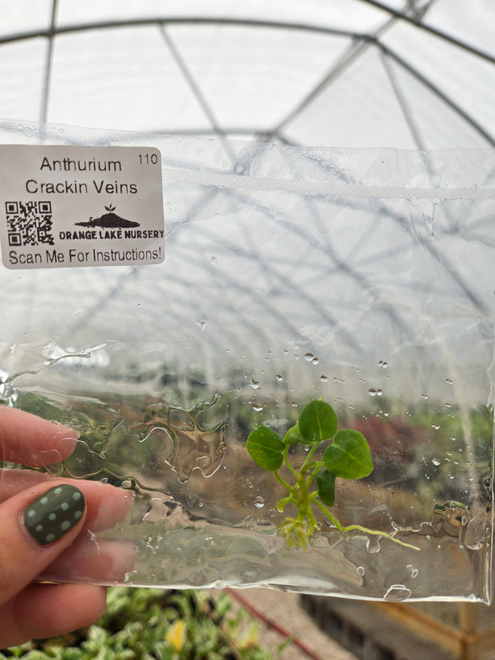 Anthurium Crackin Veins Tissue Culture