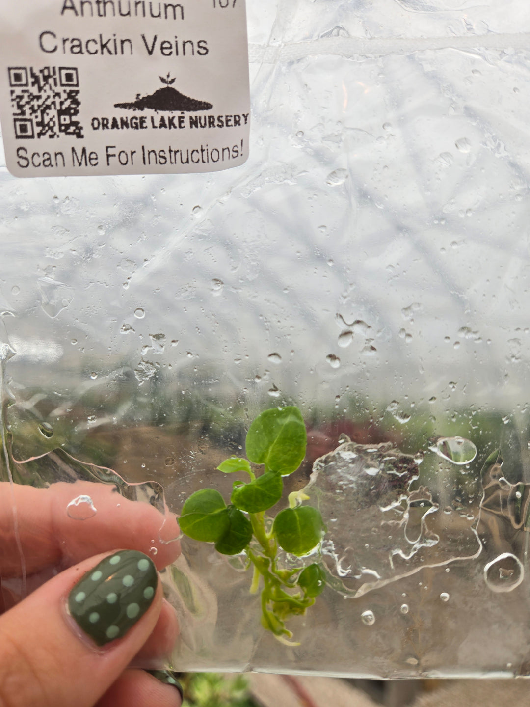 Anthurium Crackin Veins Tissue Culture