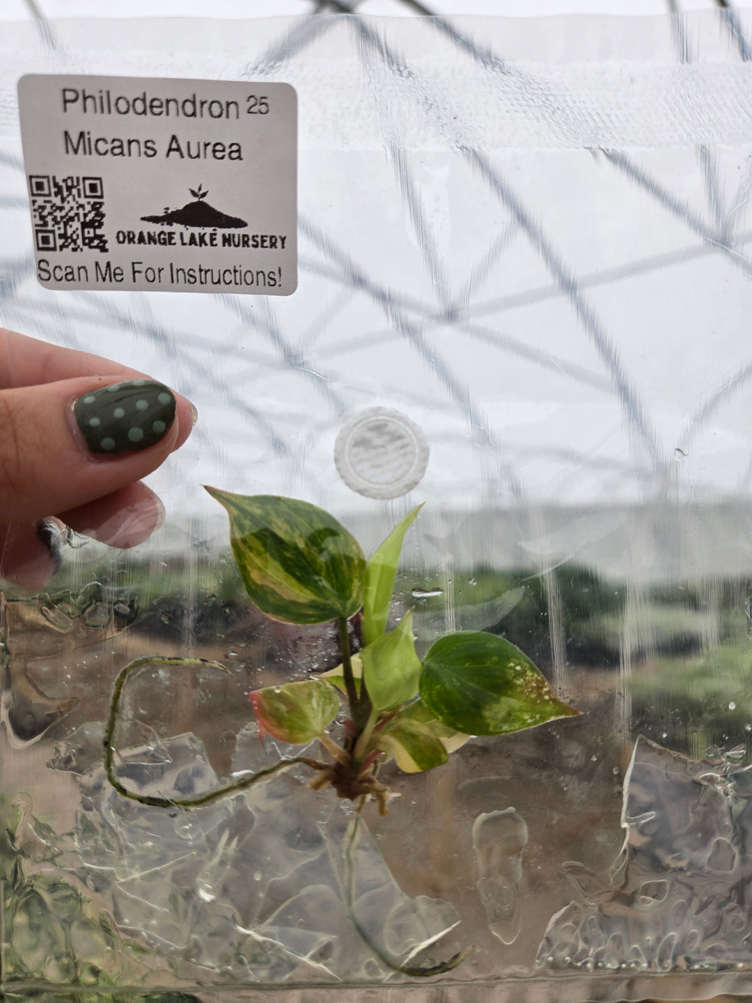 Philodendron Micans Aurea Tissue Culture
