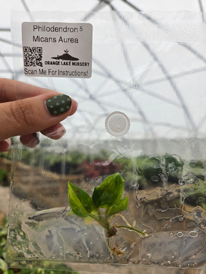Philodendron Micans Aurea Tissue Culture