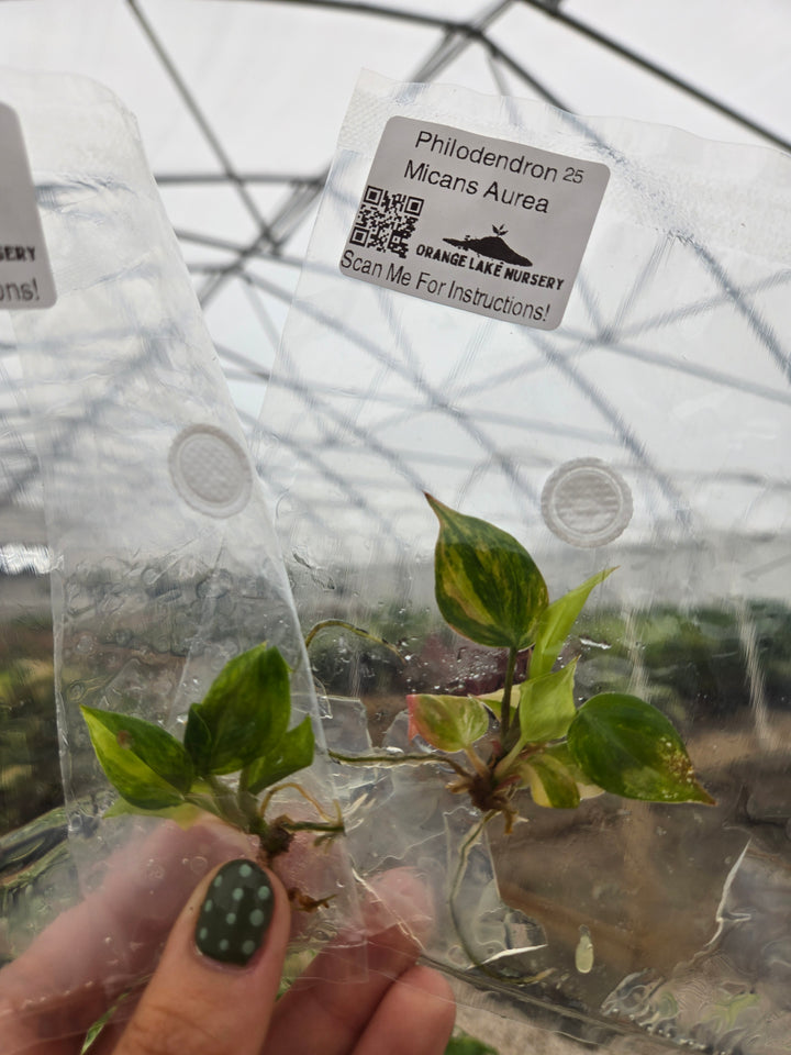 Philodendron Micans Aurea Tissue Culture