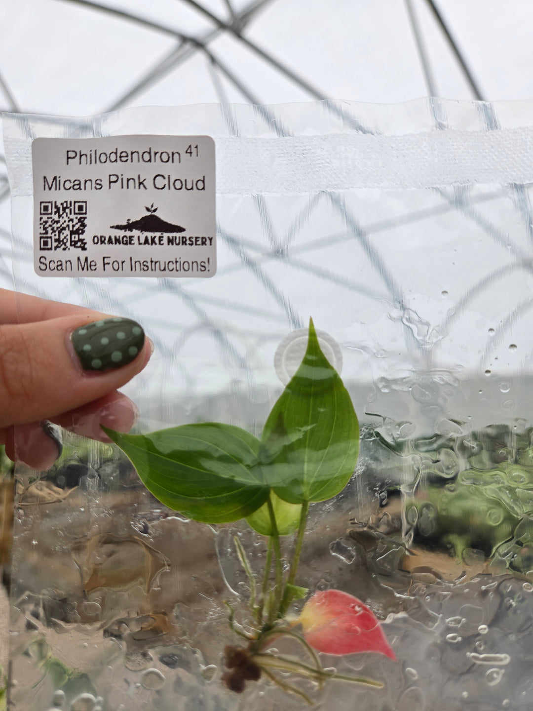 Philodendron Micans Pink Cloud Tissue Culture