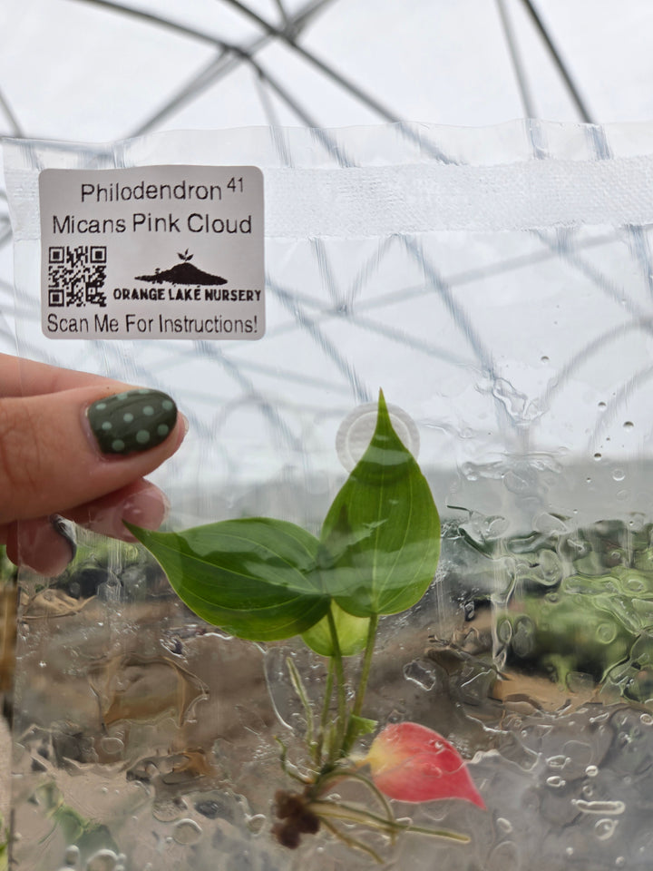 Philodendron Micans Pink Cloud Tissue Culture